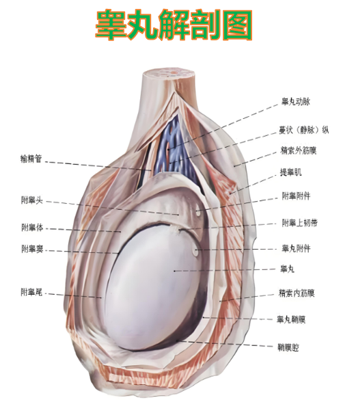 不过要注意,睾丸大小正常不代表功能一定正常