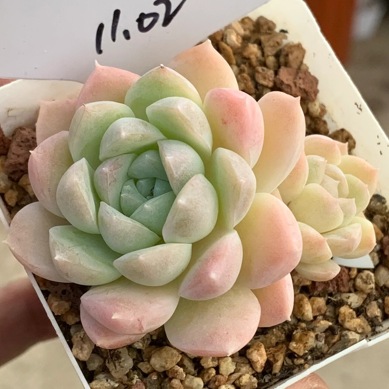 奶油美人多肉💕