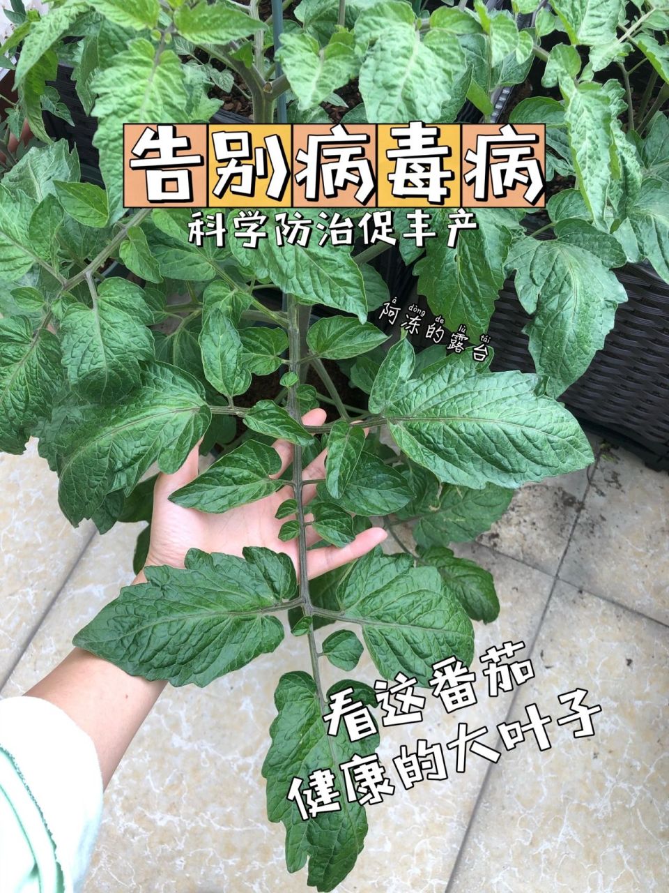 番茄病毒病复配治疗方法 效果奇佳!