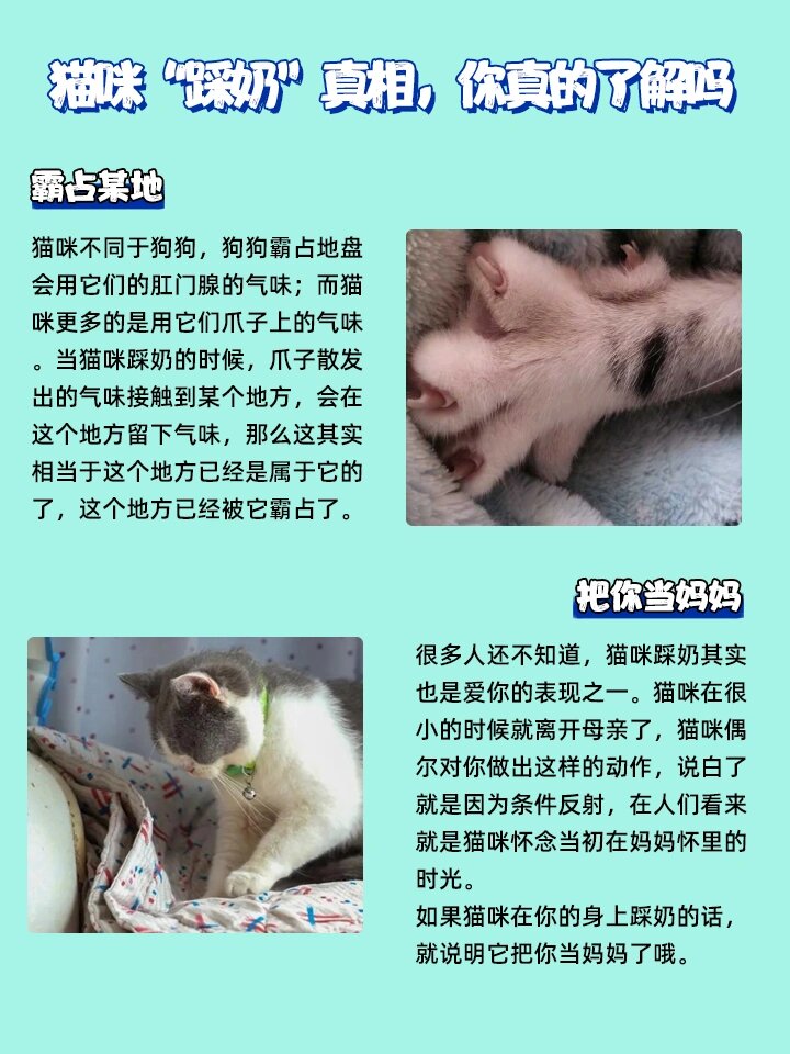 猫咪踩奶的行为是从小就形成的,当幼猫在吃奶的时候,会用前爪不停地