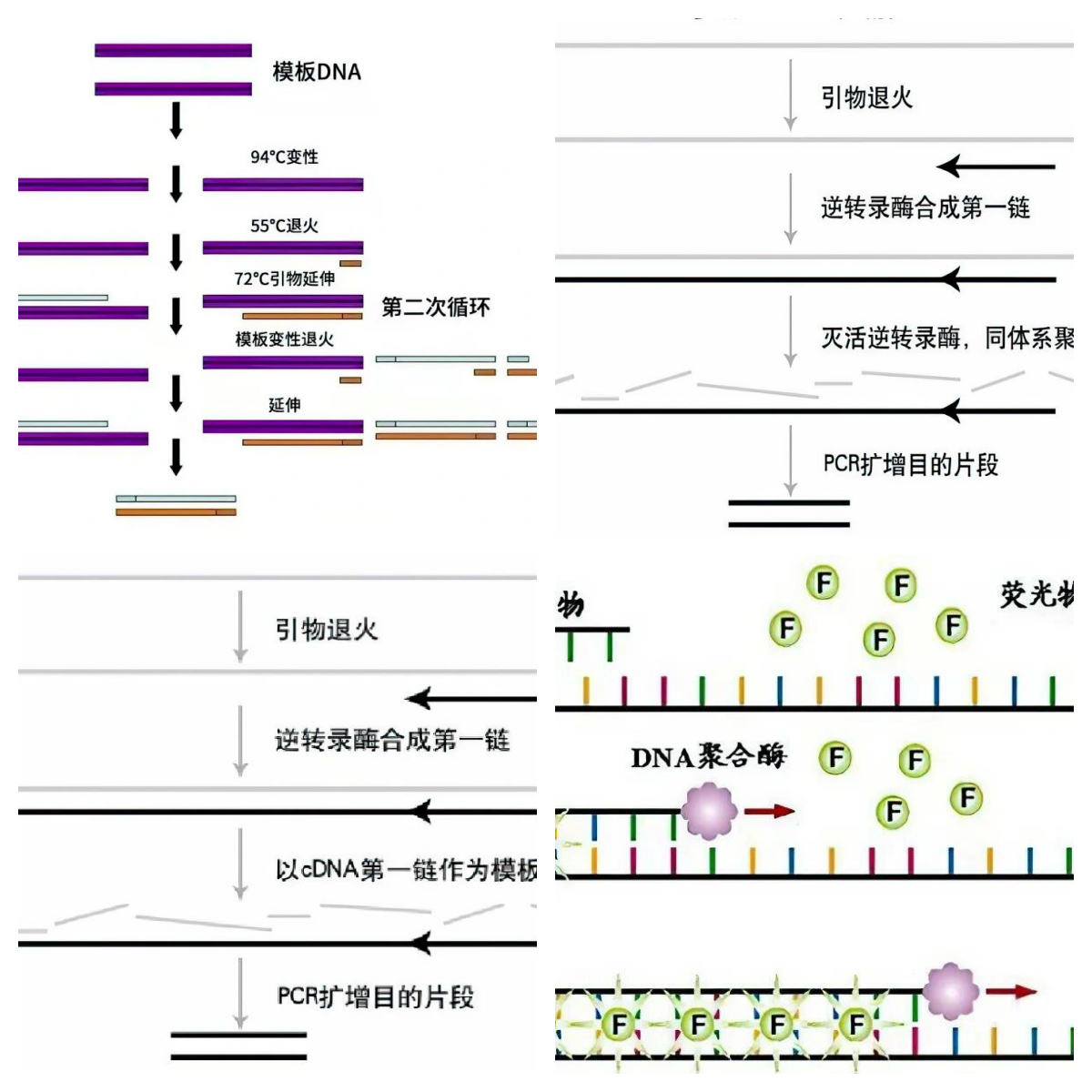 高中pcr扩增三次图解图片