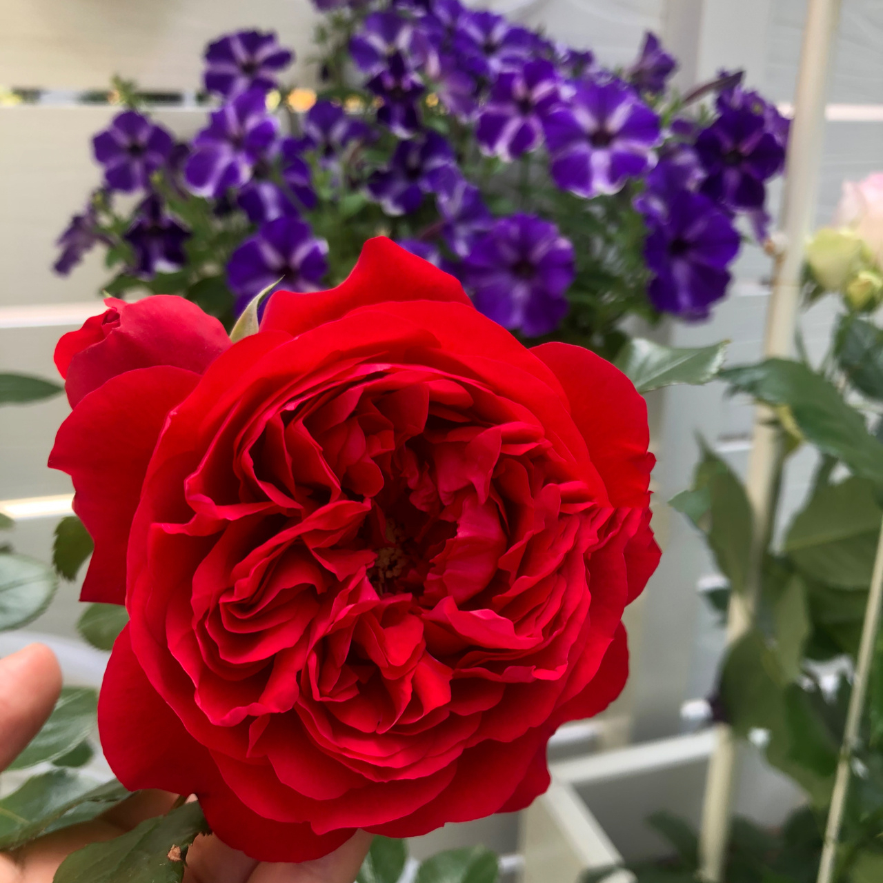 36佛罗伦蒂娜 フロレンティーナ 佛罗伦蒂娜 正宫娘娘红,真的超正的大