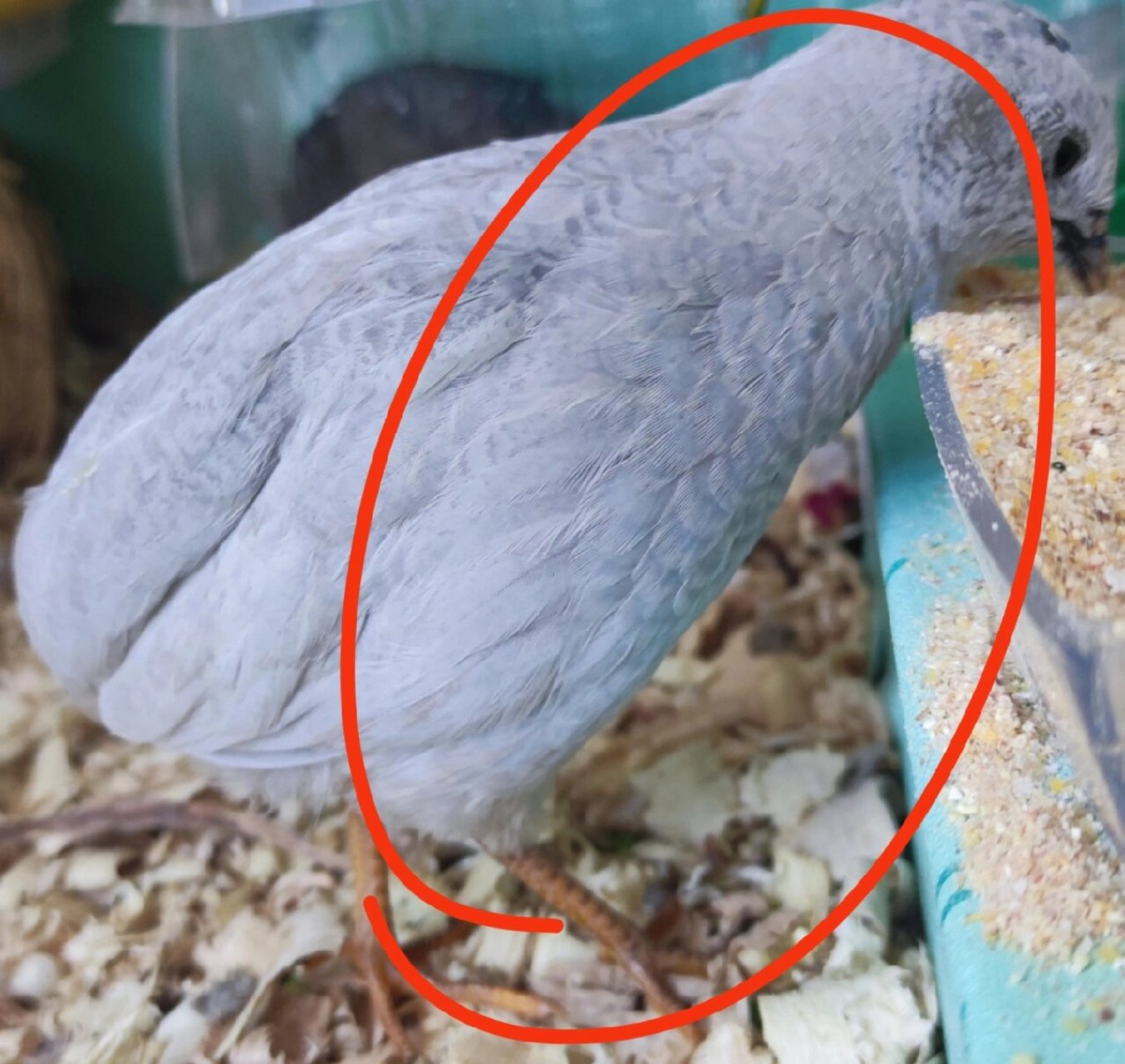 芦丁鸡瓦灰公鸡 腹部淡粉毛和泛荧光蓝色毛 很漂亮呀,特别是腹部这个