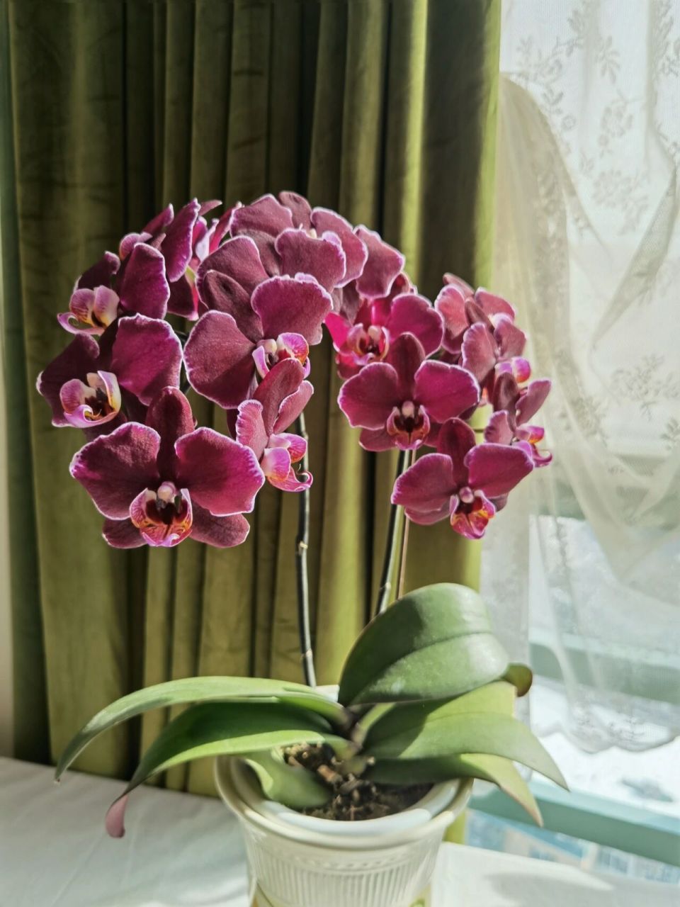 蝴蝶兰品种简介:蒙彼利埃 蝴蝶兰蒙彼利埃属于黑花型中花欧品蝴蝶兰.