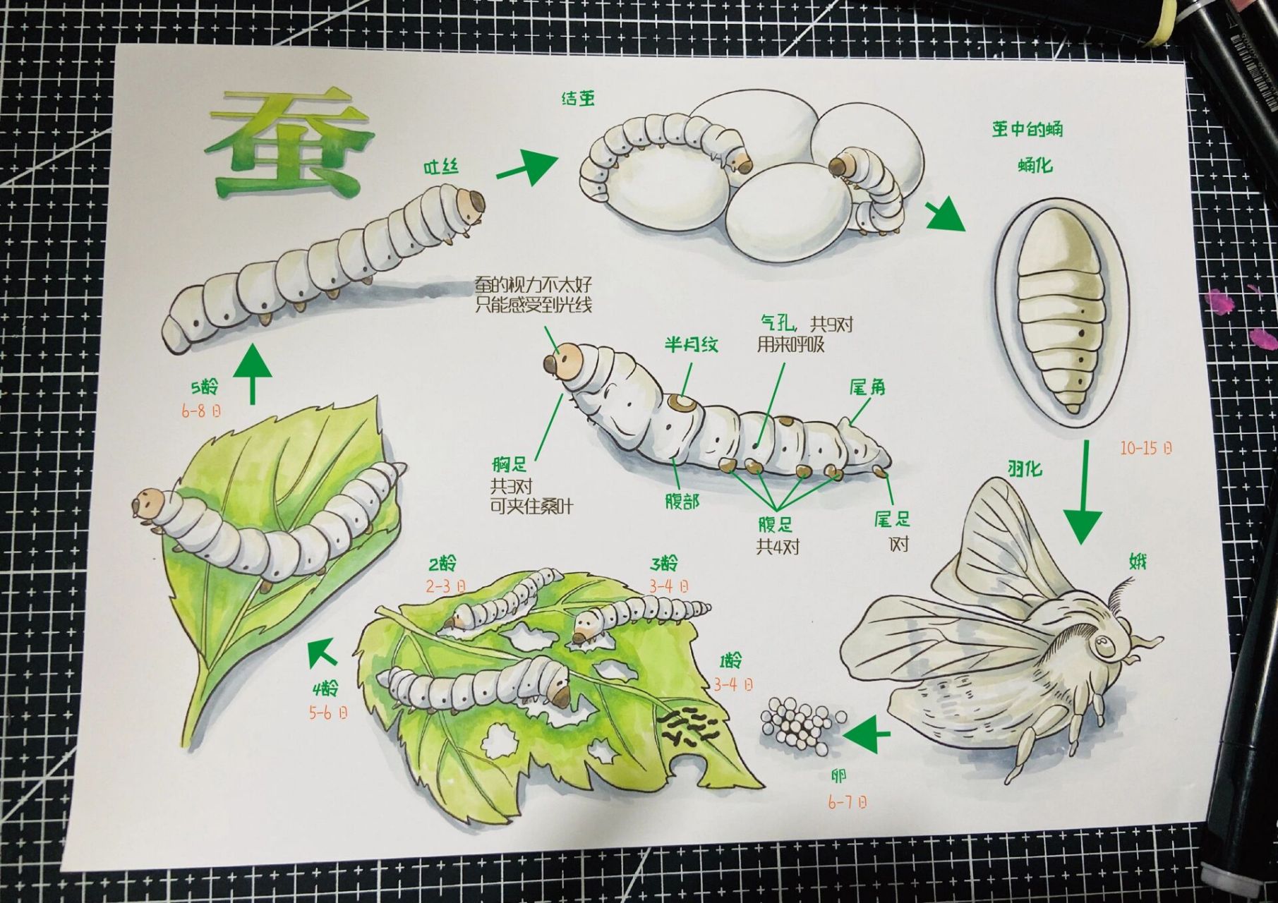 三龄蚕怎么画图片