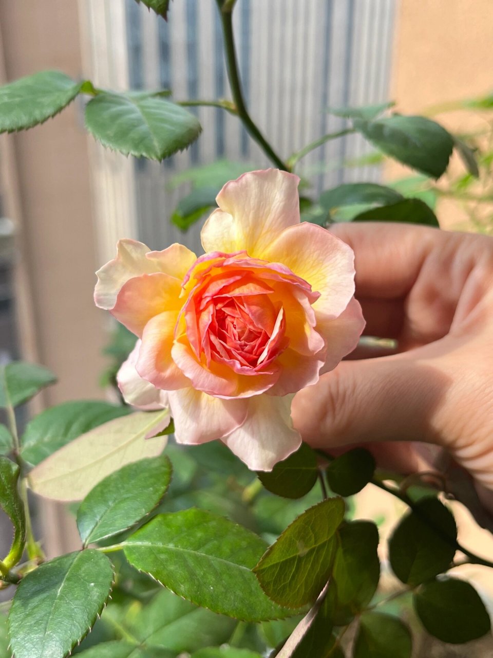 小仙女-蜉蝣月季95 不允许还有人不知道蜉蝣小仙女的颜值 	 优点: 1