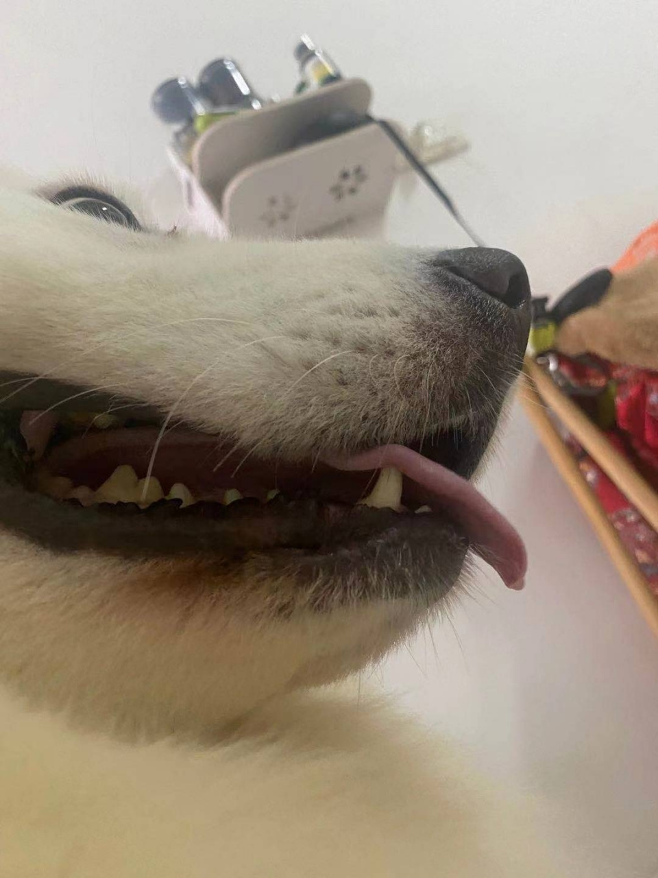 狗狗唇部真菌感染 犬的嘴部真菌,这狗狗,嘴部有真菌感染,这种情况下很