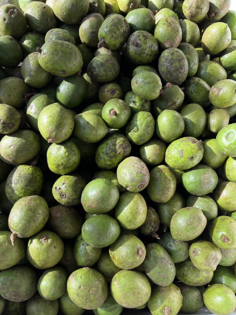 云南腾冲新鲜克地佬 泡酒泡水喝.还可以止咳.