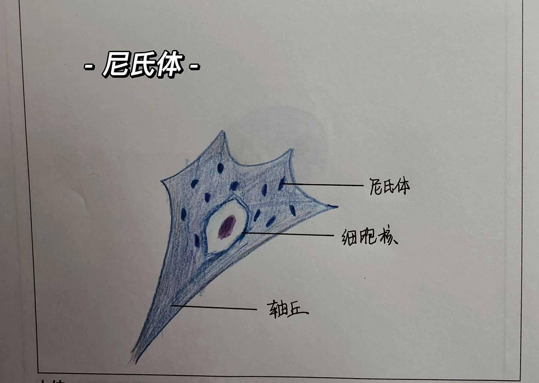 组胚实验绘图(二) 尼氏体 nissl body :人脊髓横切面 he染色 记录下我