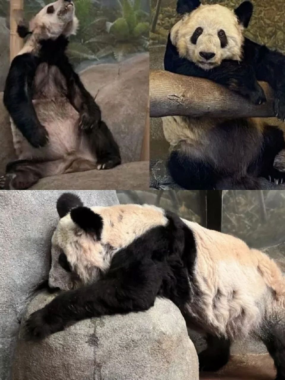 旅美大熊猫丫丫,乐乐即将回国!