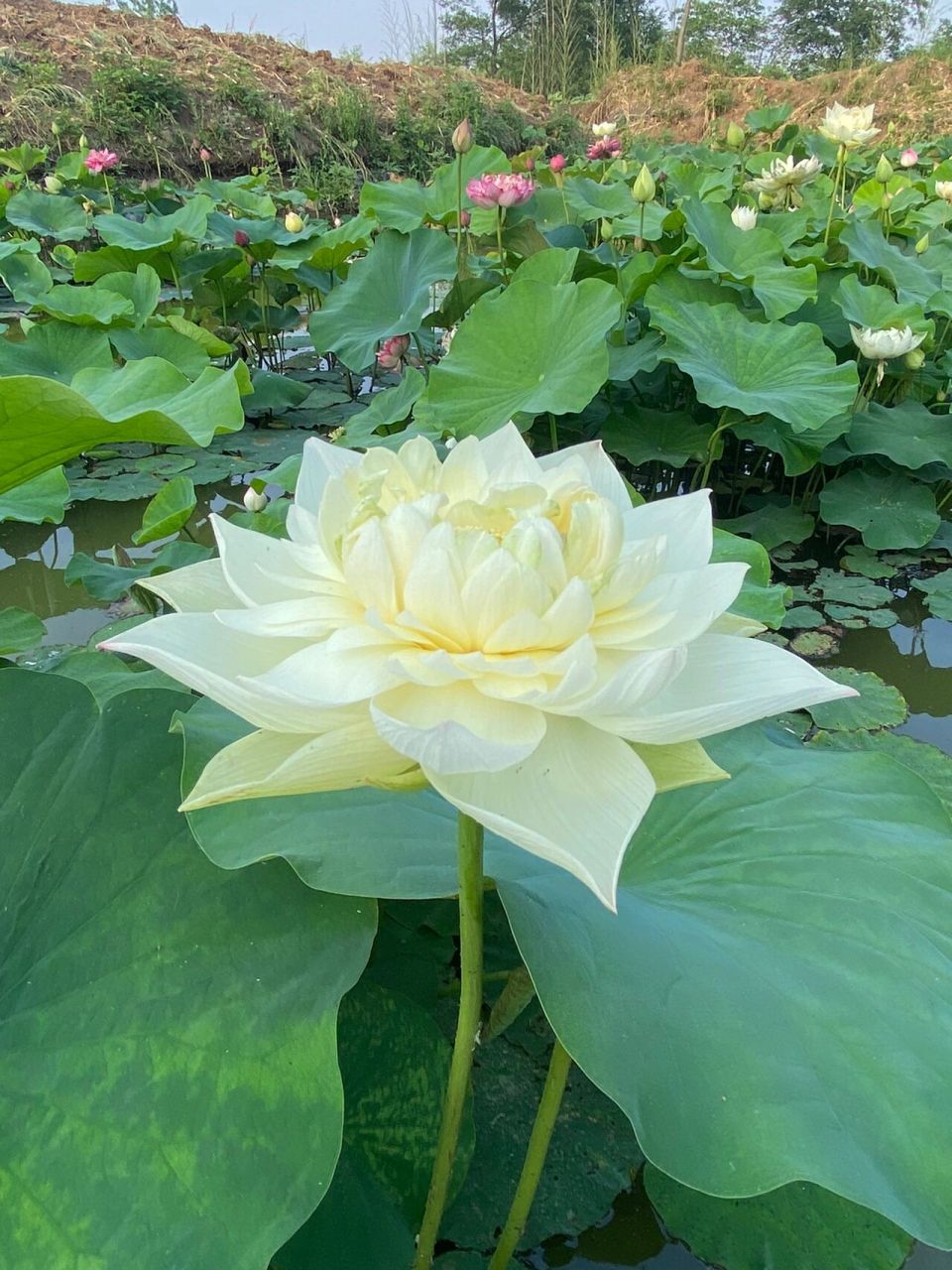 这款荷花的确自带仙气 属于一款丰花大花型品种