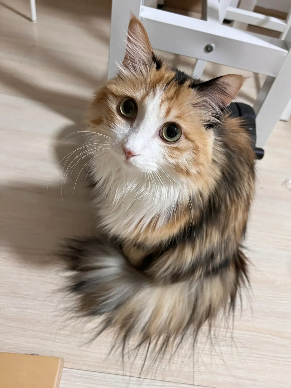 好漂亮的三花猫啊,妥妥地大美女啊!