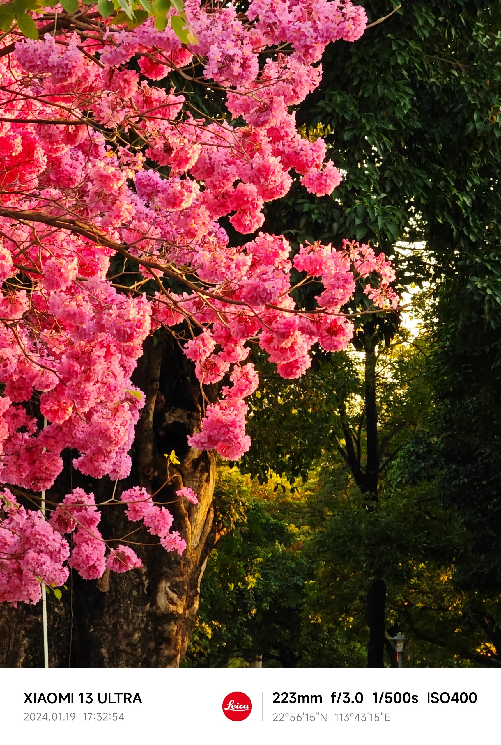 霁风花花语图片