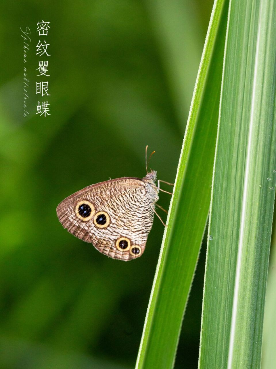 密纹矍眼蝶 三径荒芜靖节归, 缁尘暗眼蝶来稀.
