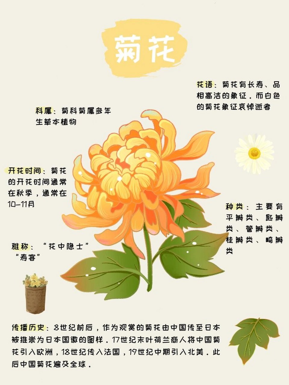 菊花的相关资料图片