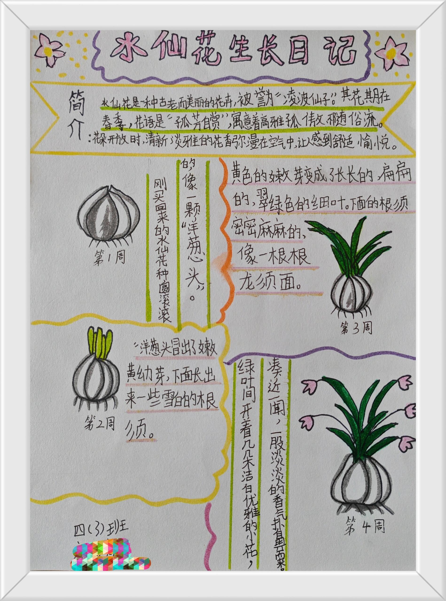 种植水仙花的观察记录图片