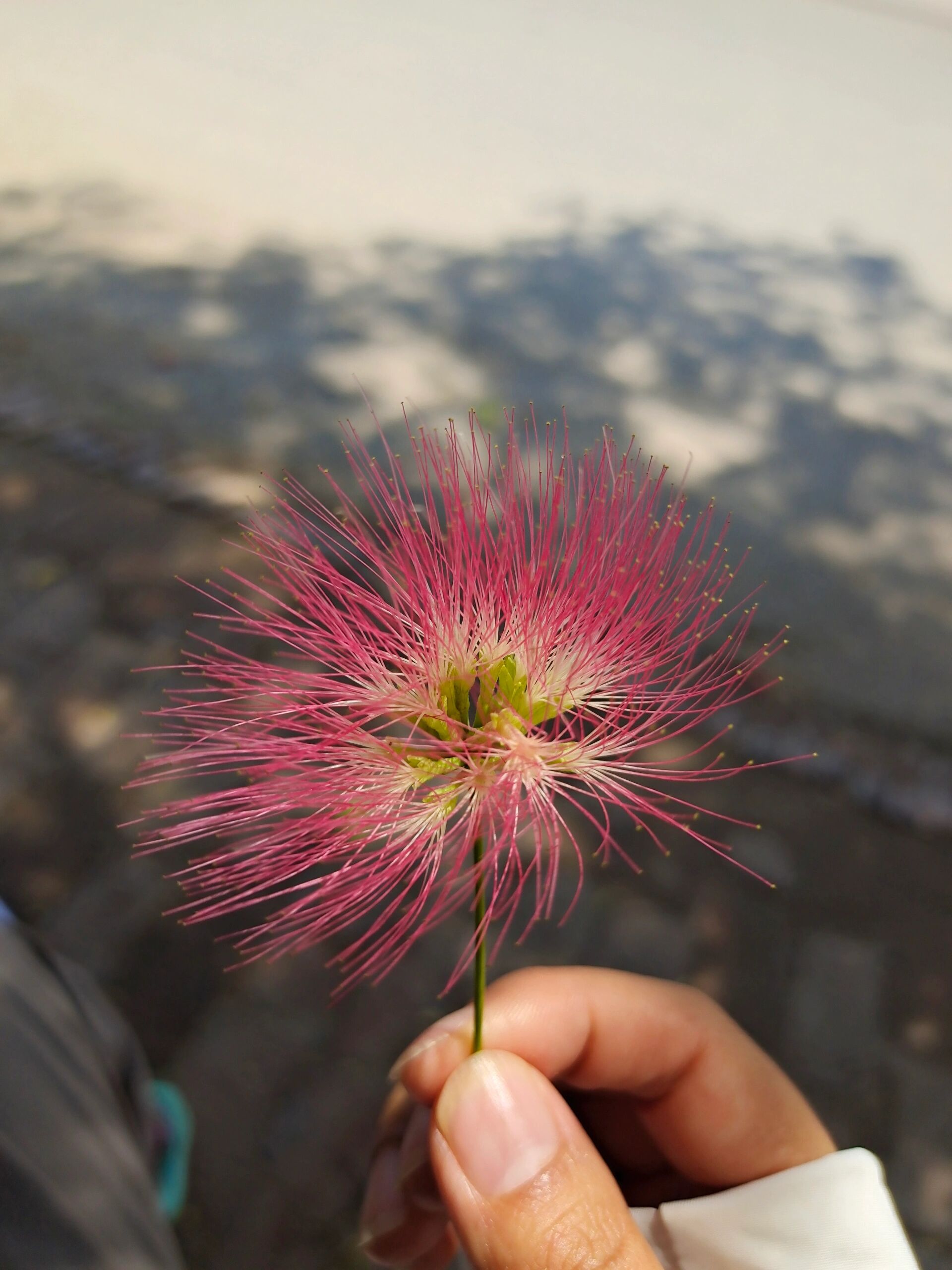 合欢花还是榕树花? 各位大神有认识的吗?