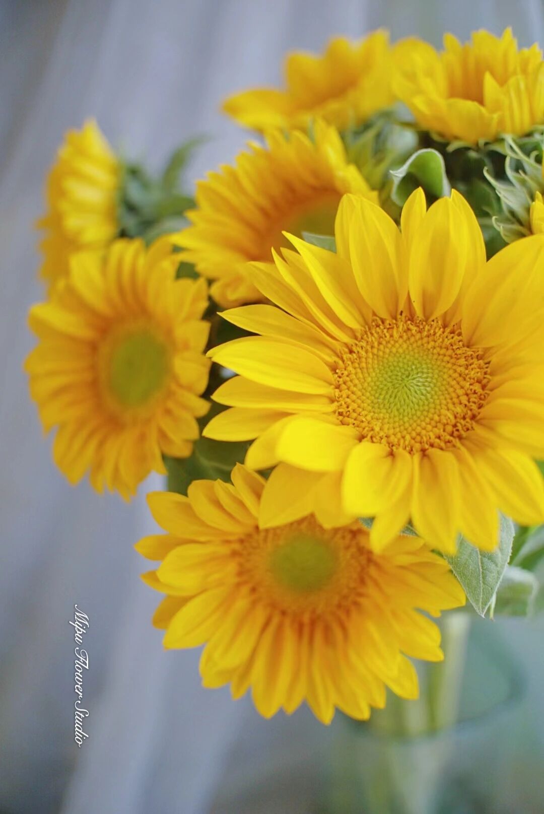 花材分享|绿心迷你向日葵 绿心迷你向日葵