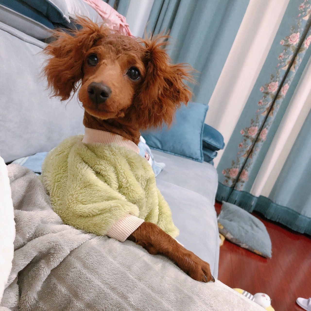 泰迪剃胎毛一个月变化 图一至图三是刚剃完胎毛的样子,宠物医院说耳朵