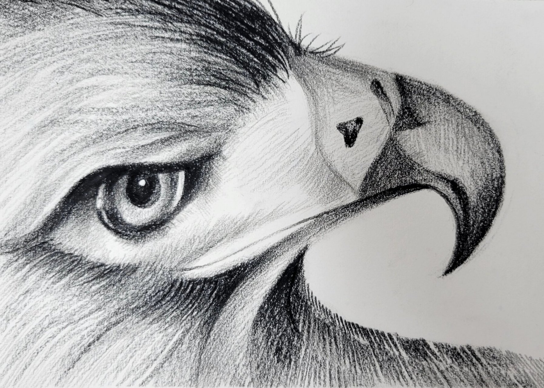 31 素描彩铅动物每日绘画 美术画画打卡 每日打卡