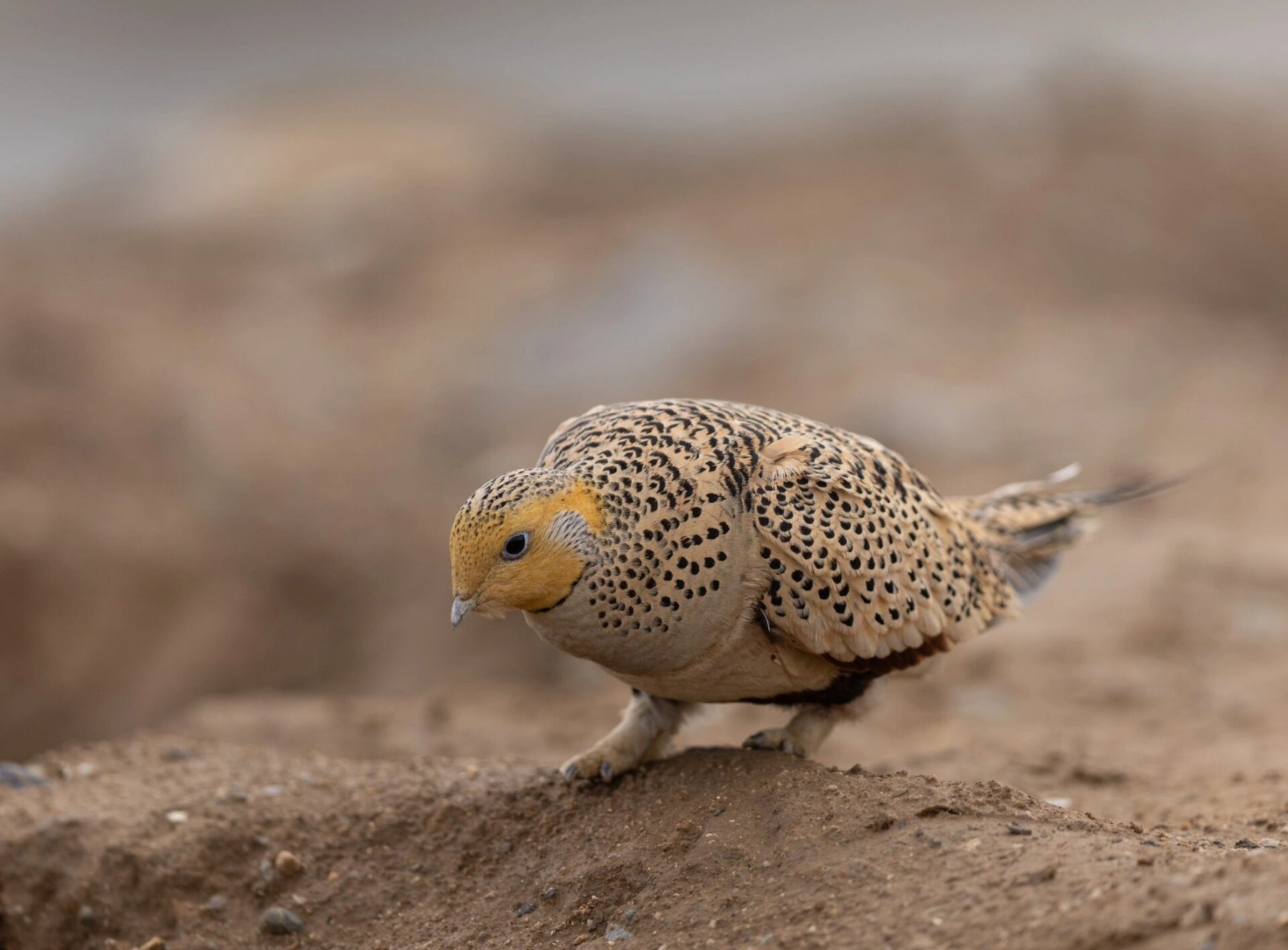 大石河拍摄毛腿沙鸡♀ 今天拍到了一只很特别长着腿毛的鸡 毛腿沙鸡