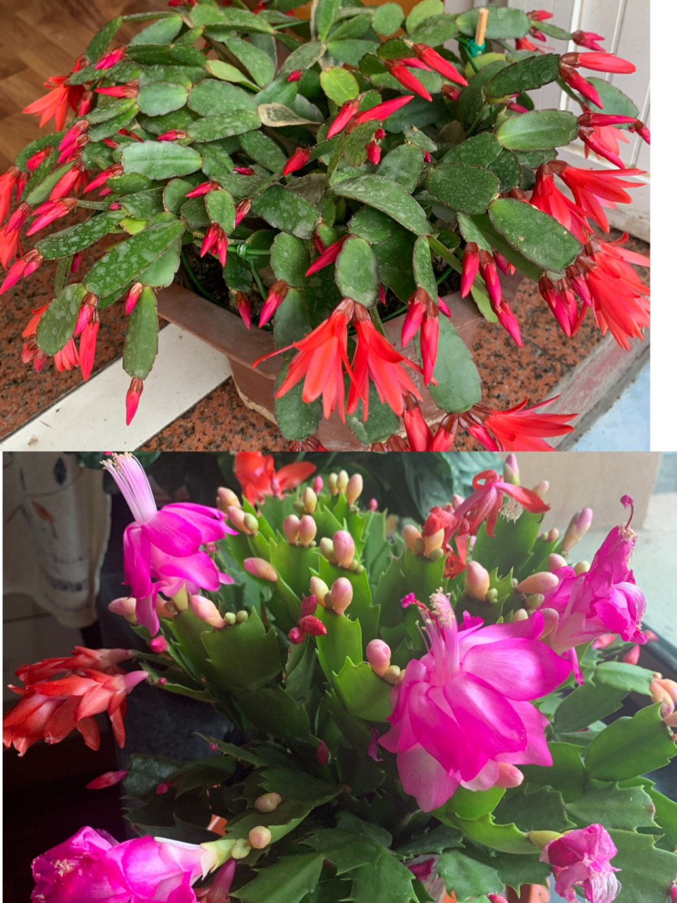 总结假昙花和蟹爪兰的区别及催花方法 图一上面是假昙花,下面是蟹爪兰