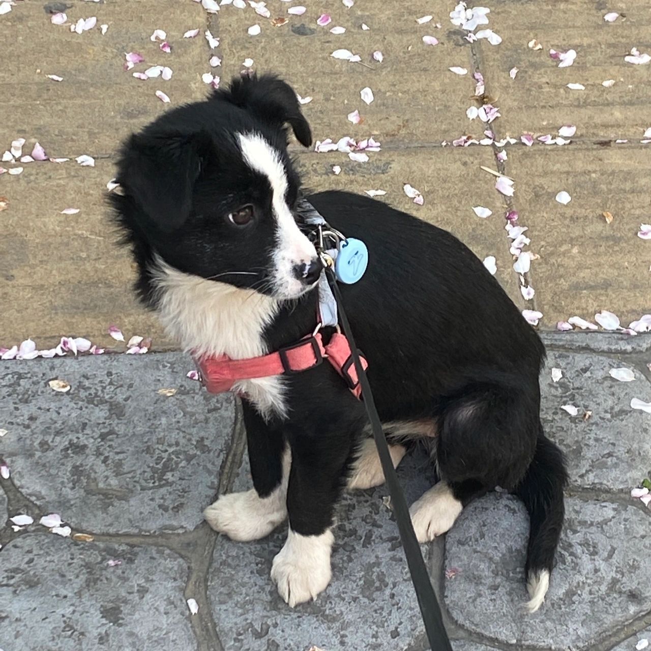 边牧x土狗串串 买她的时候老板:她妈是边牧!她妈是边牧!