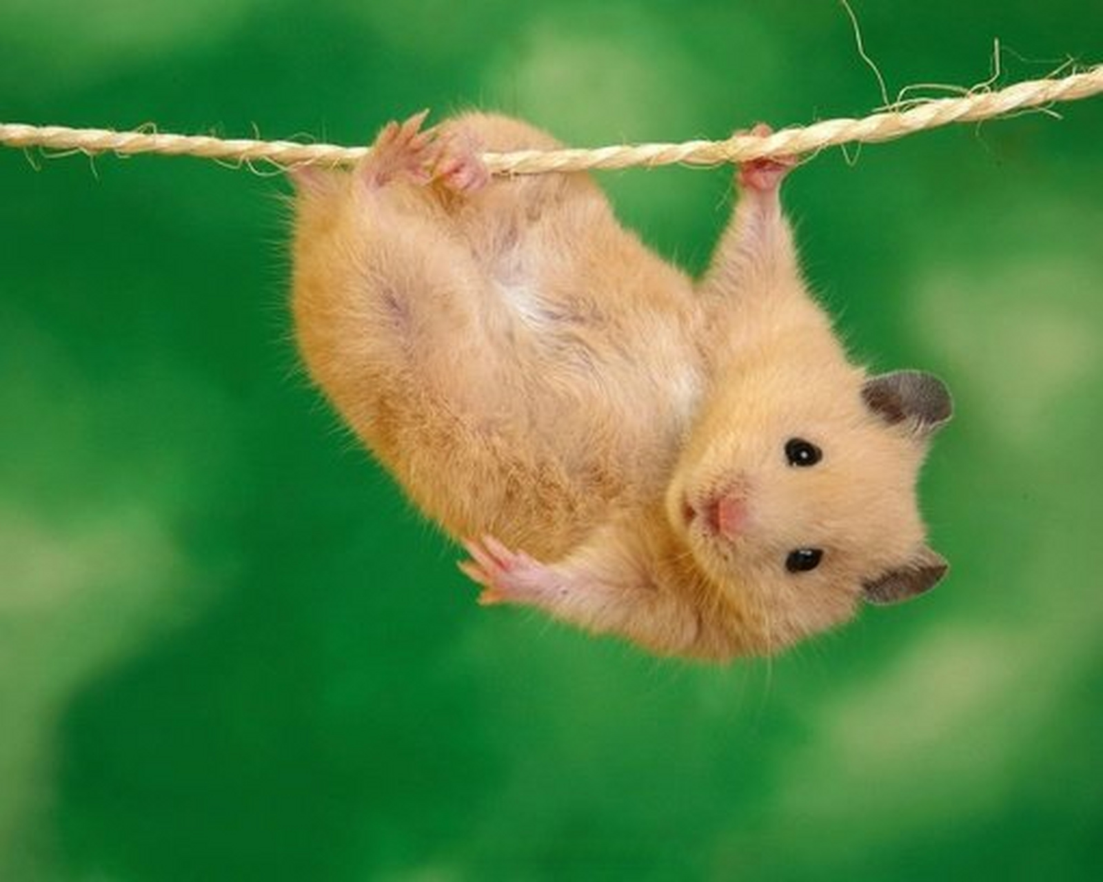 rug rat 小孩,如:my elder sister has three rug rats.