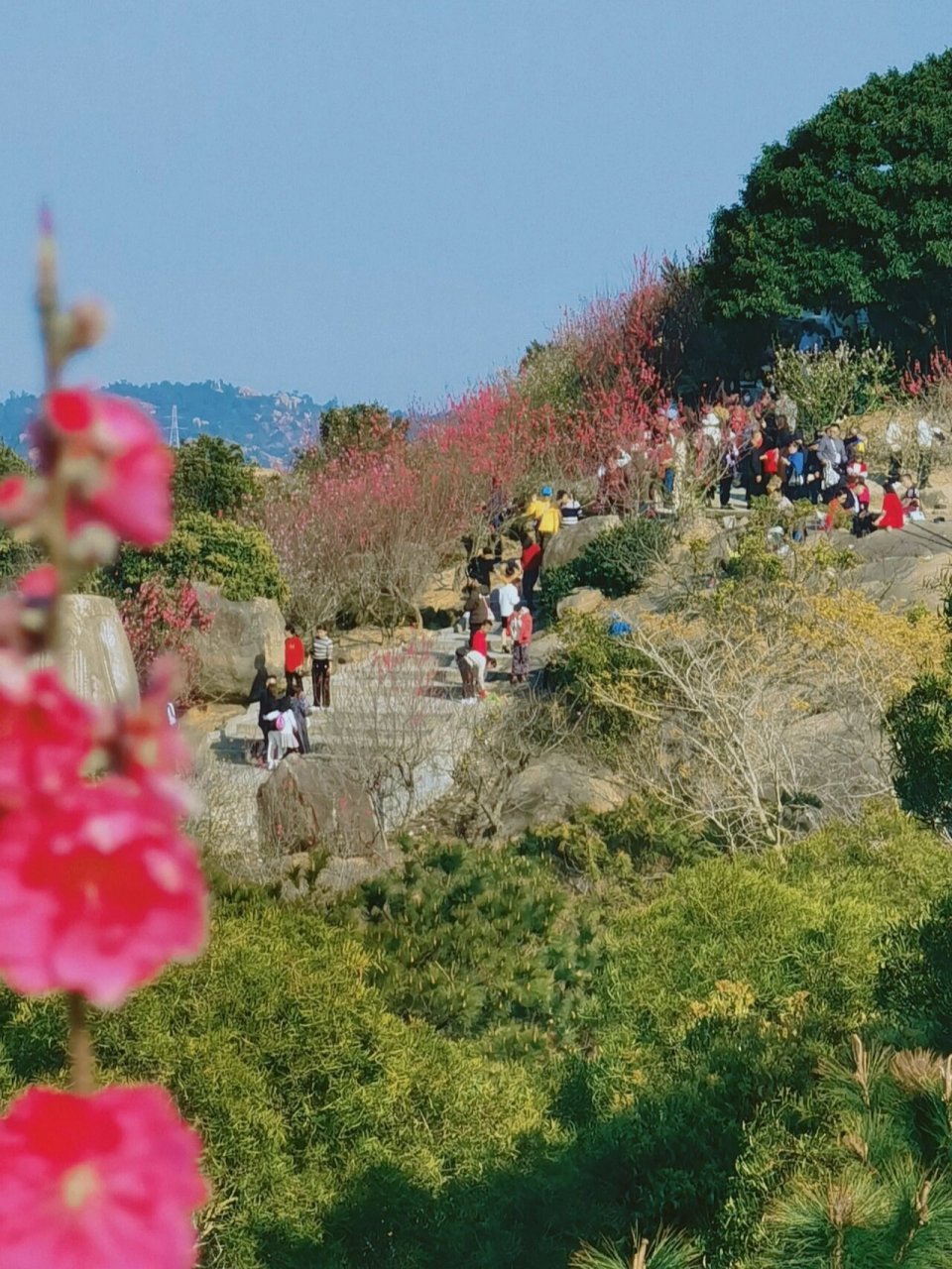 达濠巨峰寺桃花图片