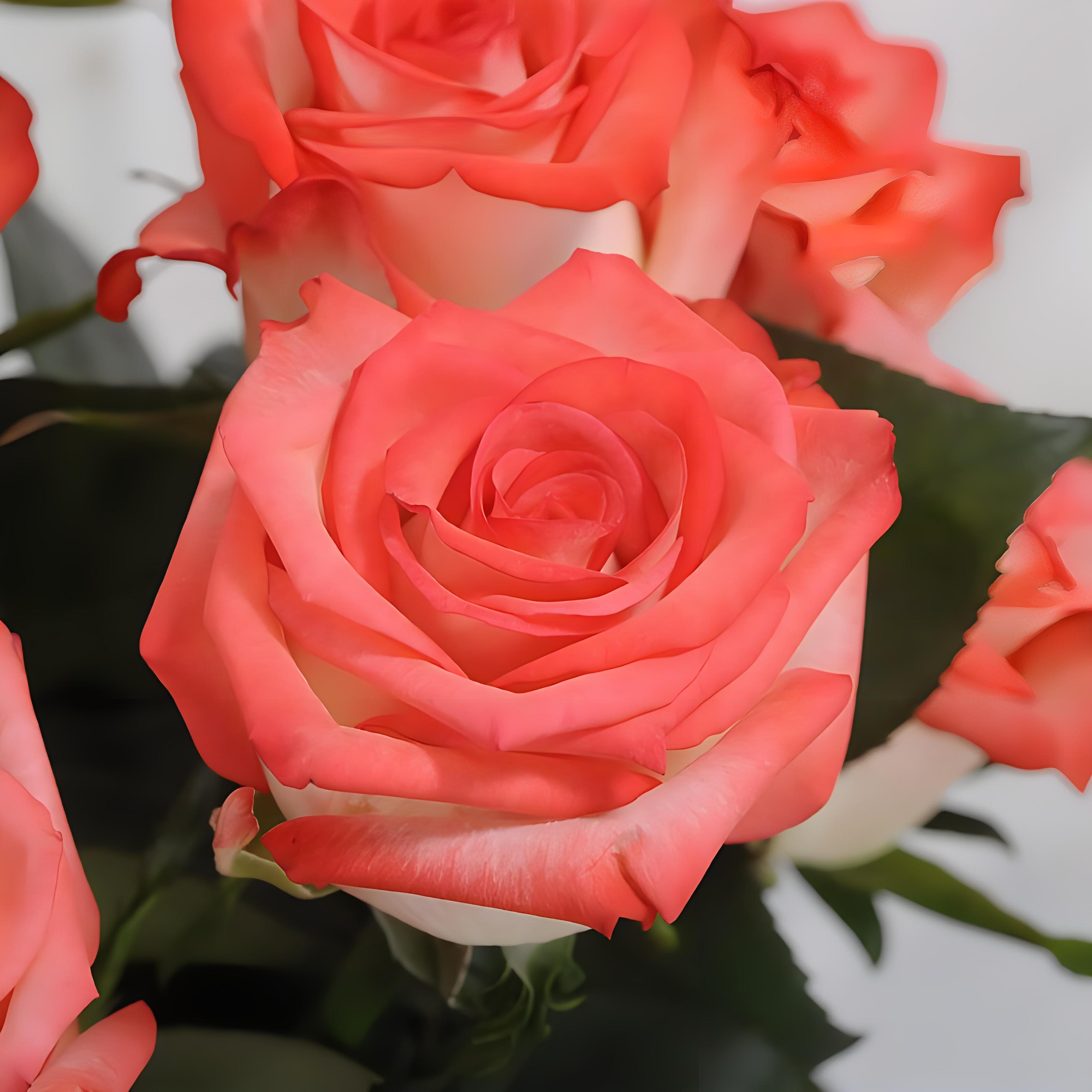 鲜花是大自然的美丽礼物,它们以各种颜色,形状和香味