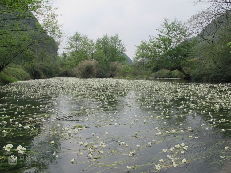 桂林永福县百寿镇海菜花开了