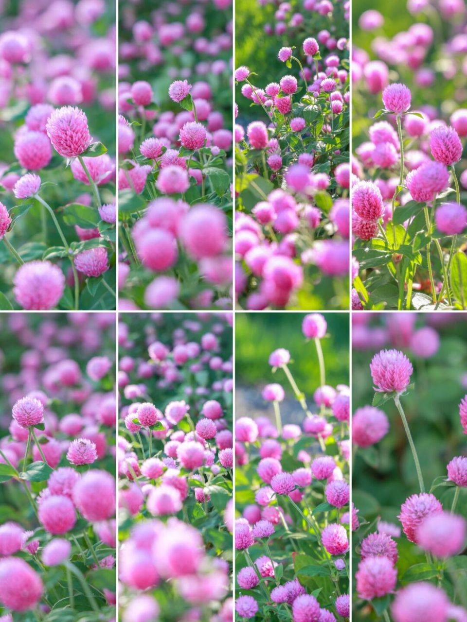 来自夏日的粉色浪漫-千日红 千日红,是苋科千日红属的一年生直立草本