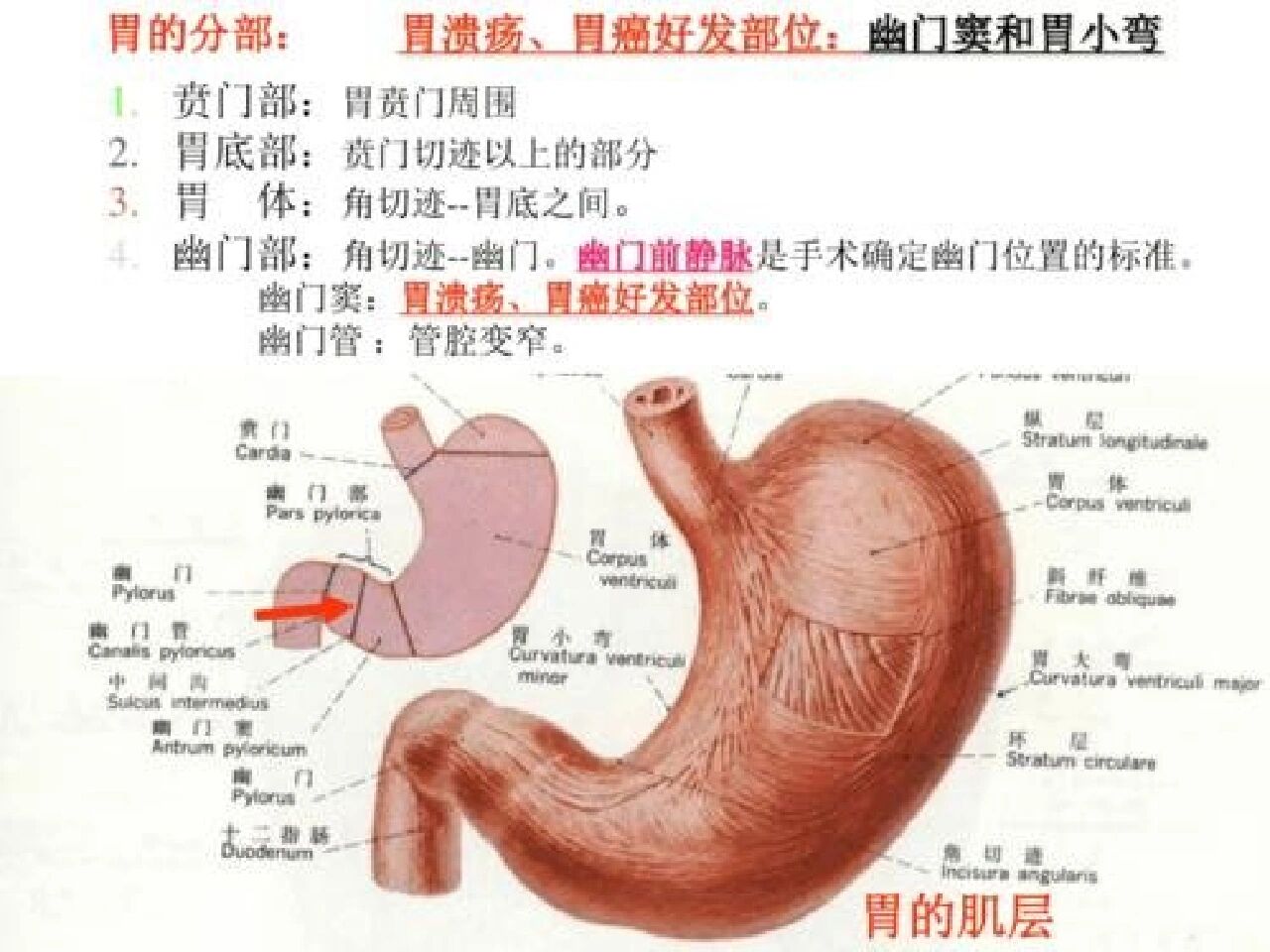 胃窦的结构图片图片