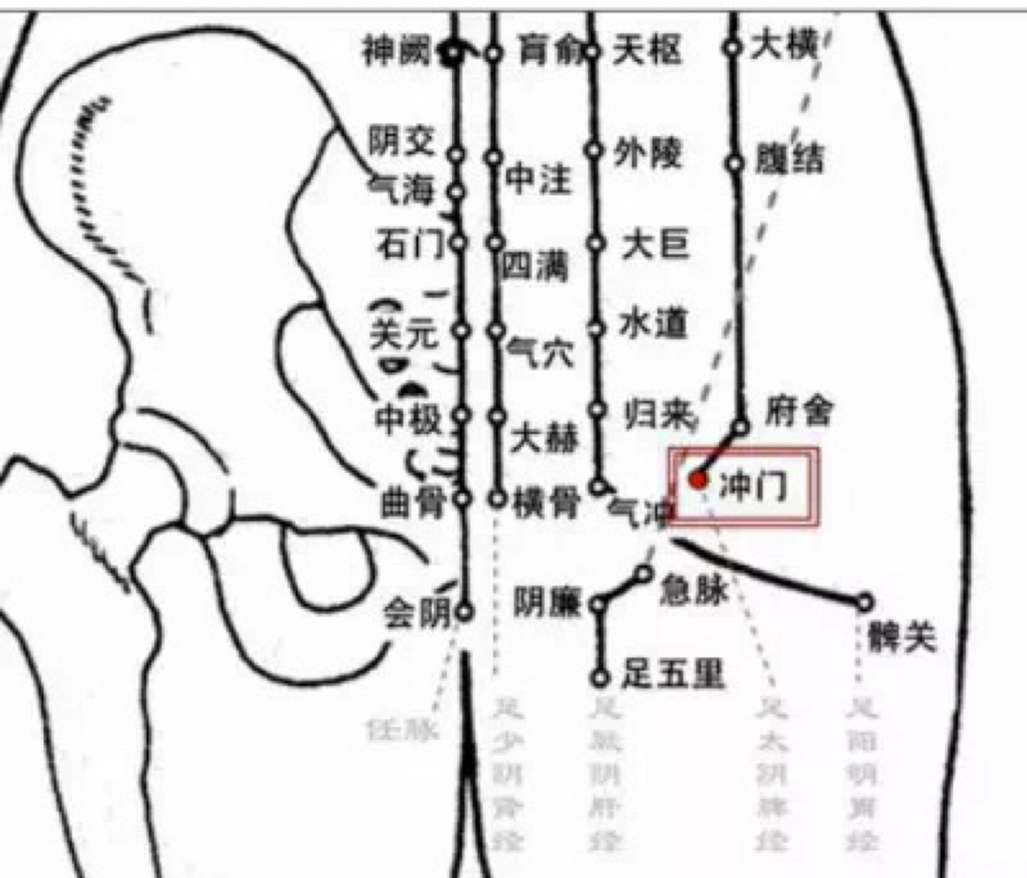 冲门穴: 腹痛,疝气,崩漏,带下 标准定位 在腹股