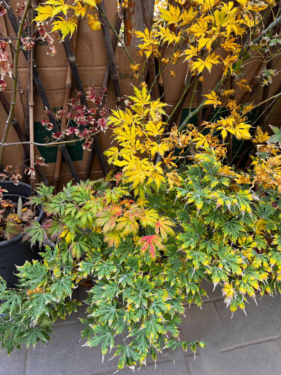 图4袖锦 图5乙女樱 图6祖母精灵 图7俄勒冈 图8流泉 图9金隐 没养枫树