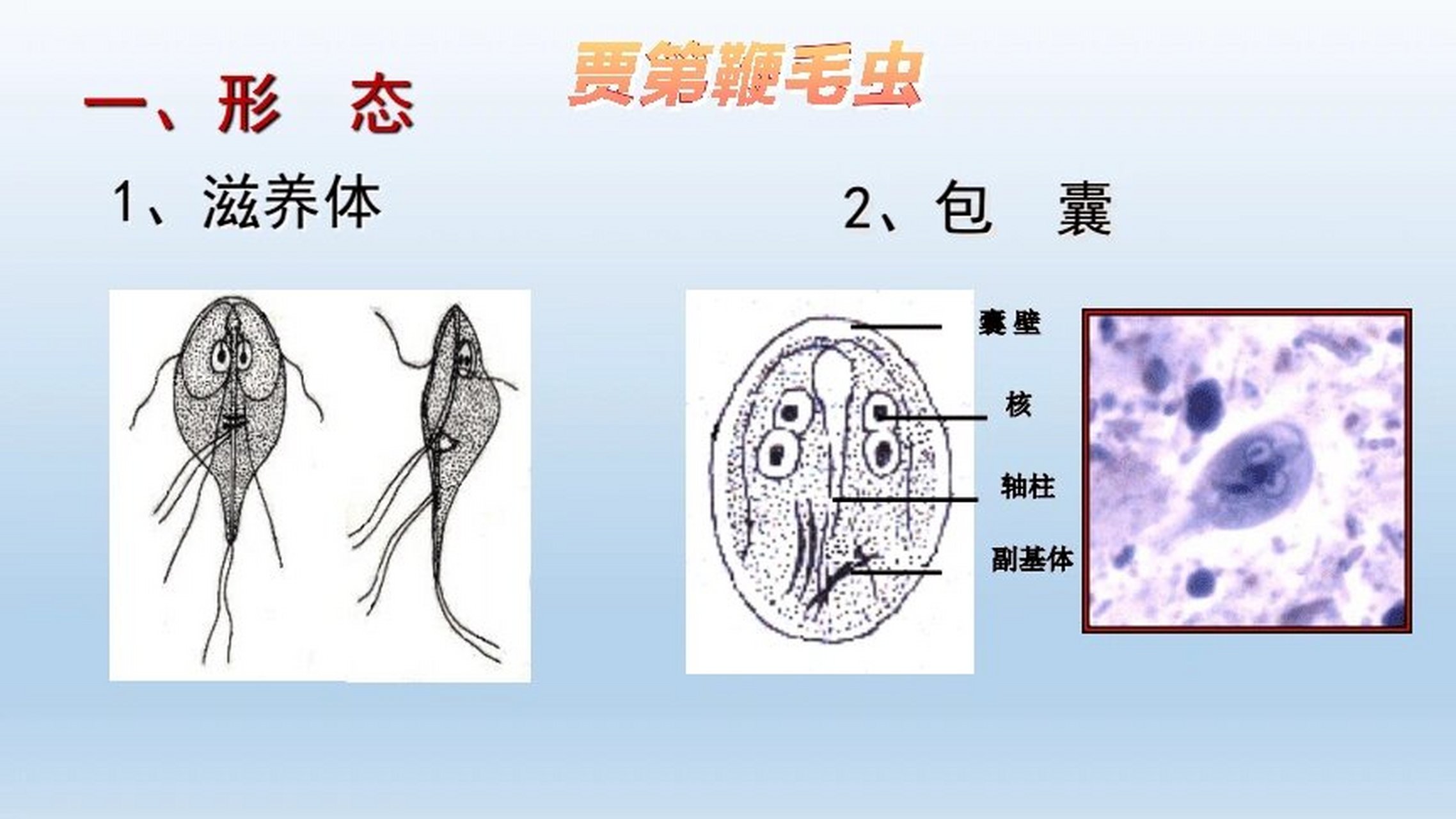 科普|贾第鞭毛虫 1⃣贾第鞭毛虫是什么?