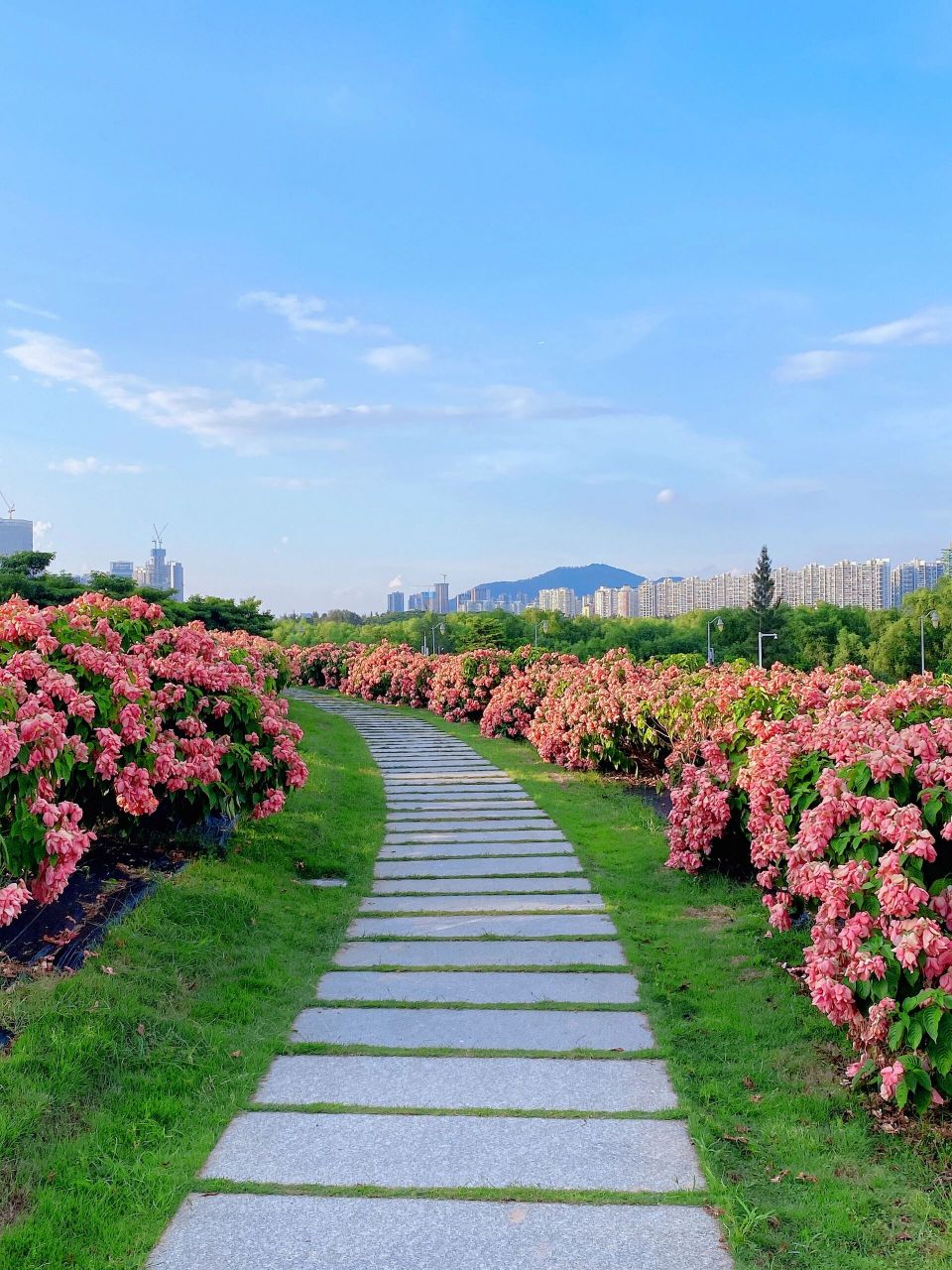 深圳湾公园流花山花海图片