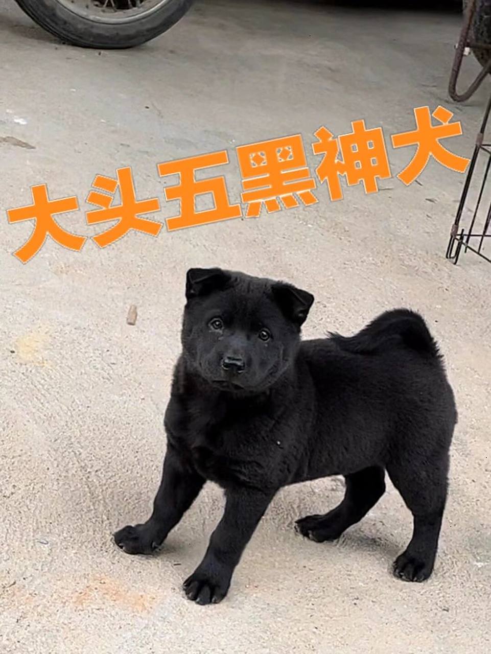 广西土猎之五黑神犬 公狗头版小黑熊 62号   极品五黑小母 大虎头,小