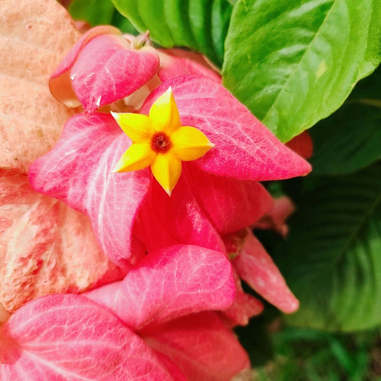 夏花61粉纸扇 粉纸扇,经常在周边公园草坪上见到.