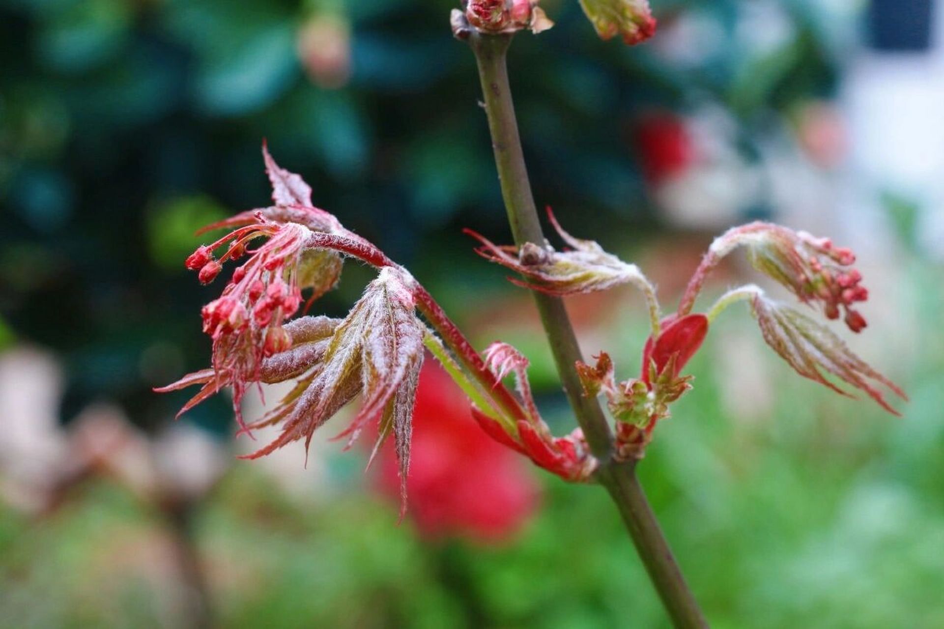 枫树品种介绍(九)——希拉蕊(热舞) 希拉蕊这个品种是去年入的,感觉