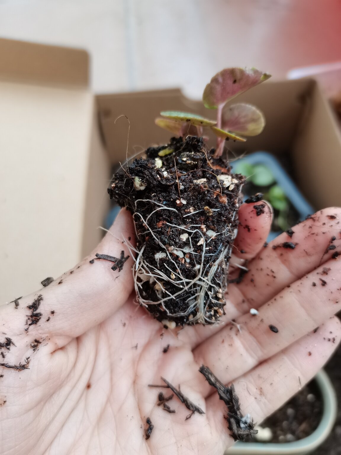 自己播种带大的仙客来幼苗换盆啦!