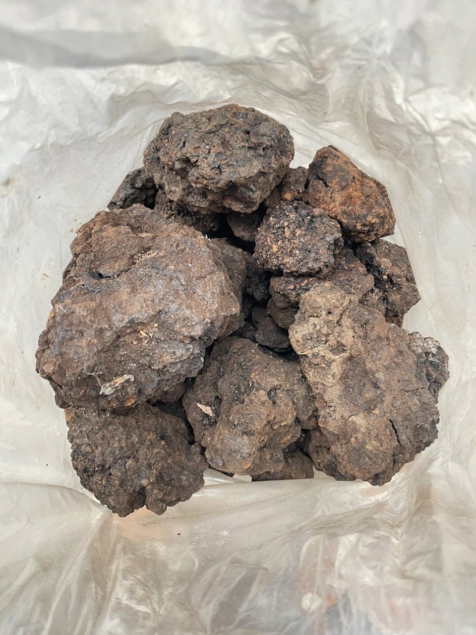 猴结,猴子大姨妈,你知道这种神奇的产物吗?