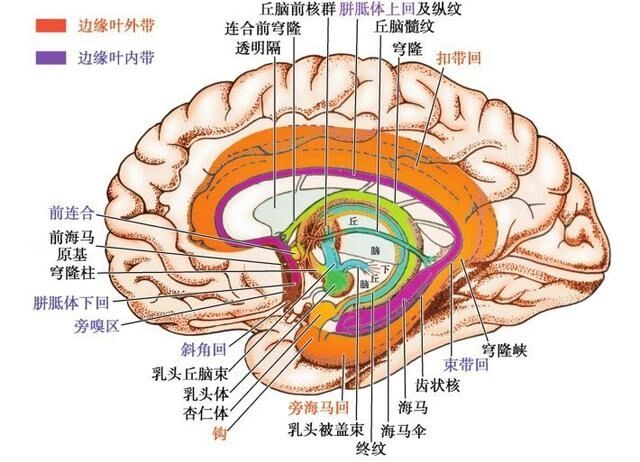 脑部矢状位解剖图图片