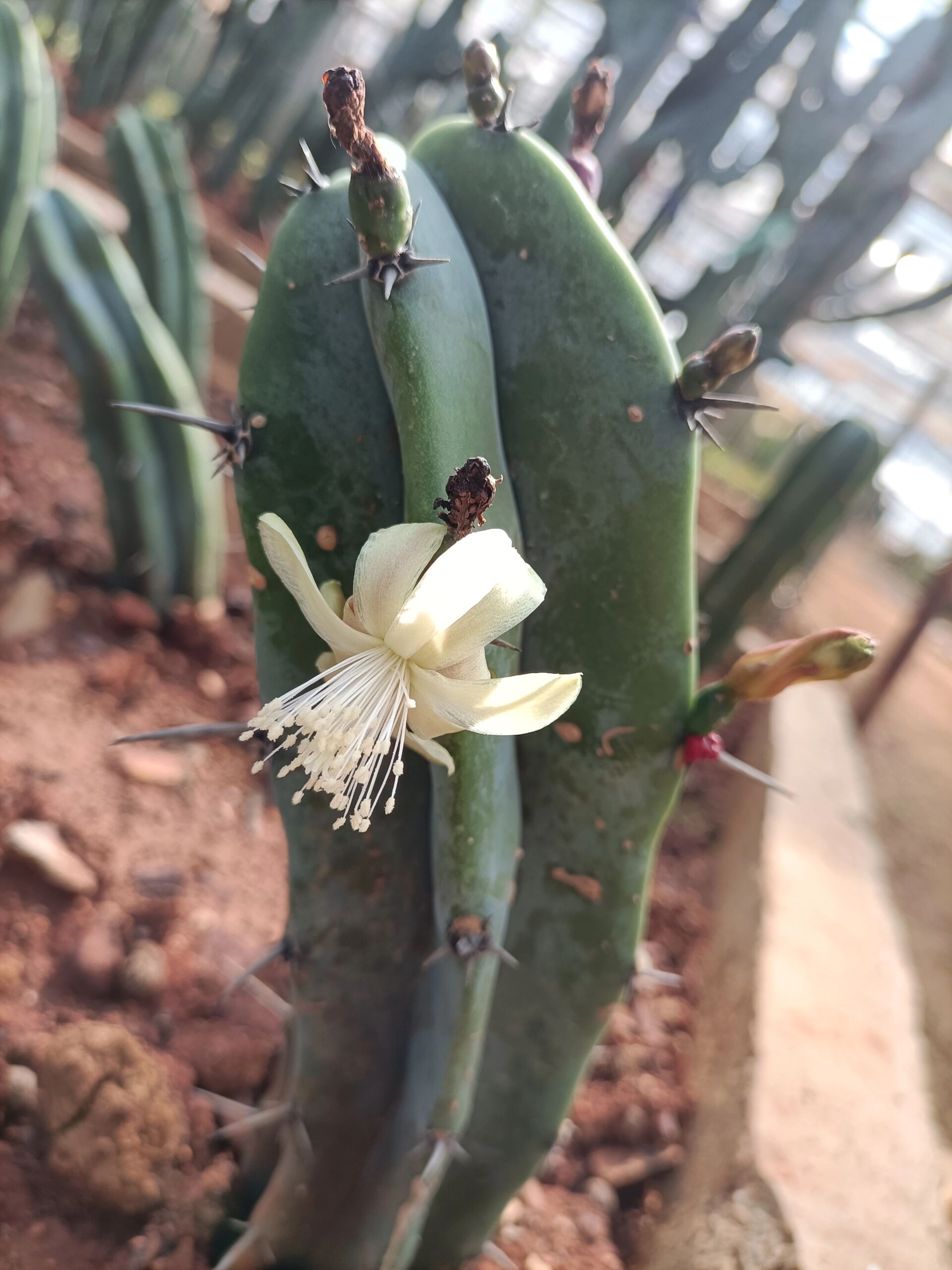 象腿柱的花朵大点,神龙木的花朵小点,各有各的特色,一粉一白对比鲜明