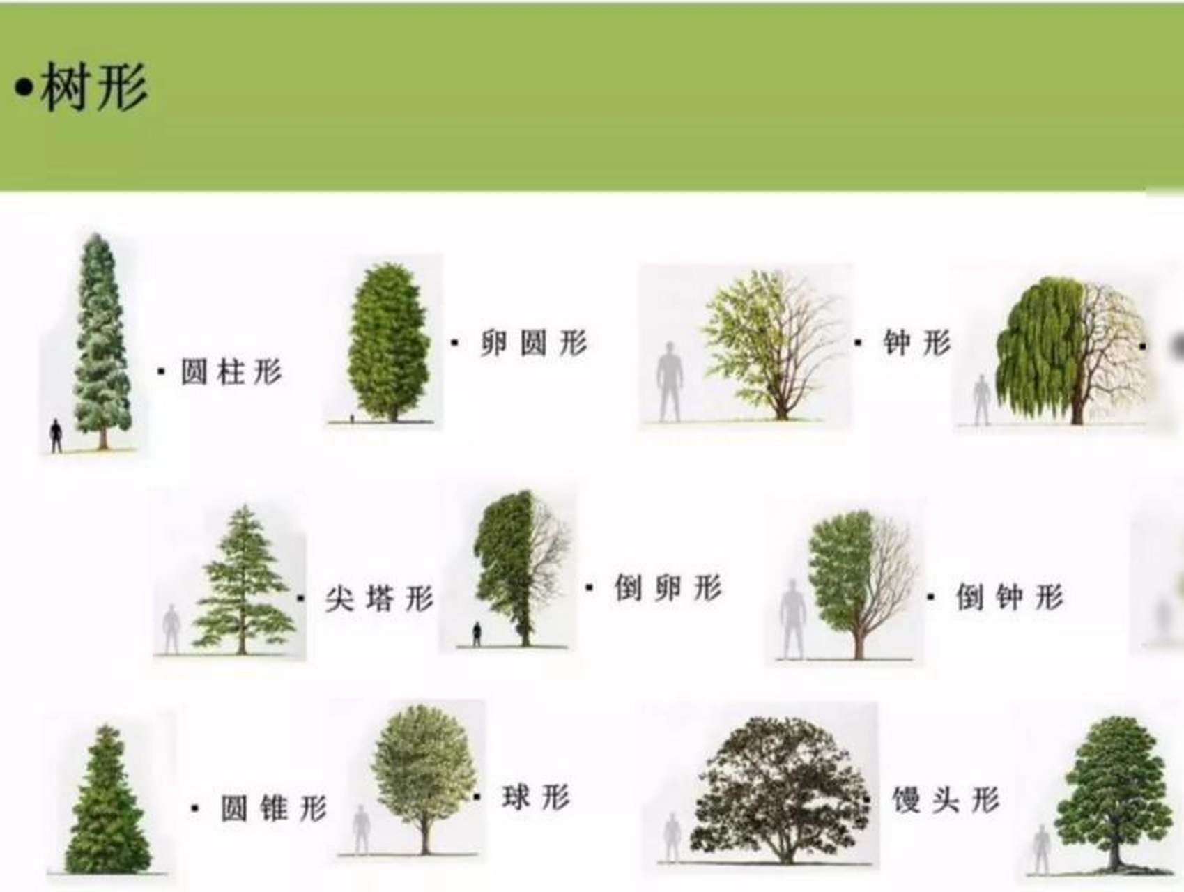 树冠的类型有棕榈形,尖塔形,卵形,窄卵形,圆柱形,圆球形,肩球形,干顶