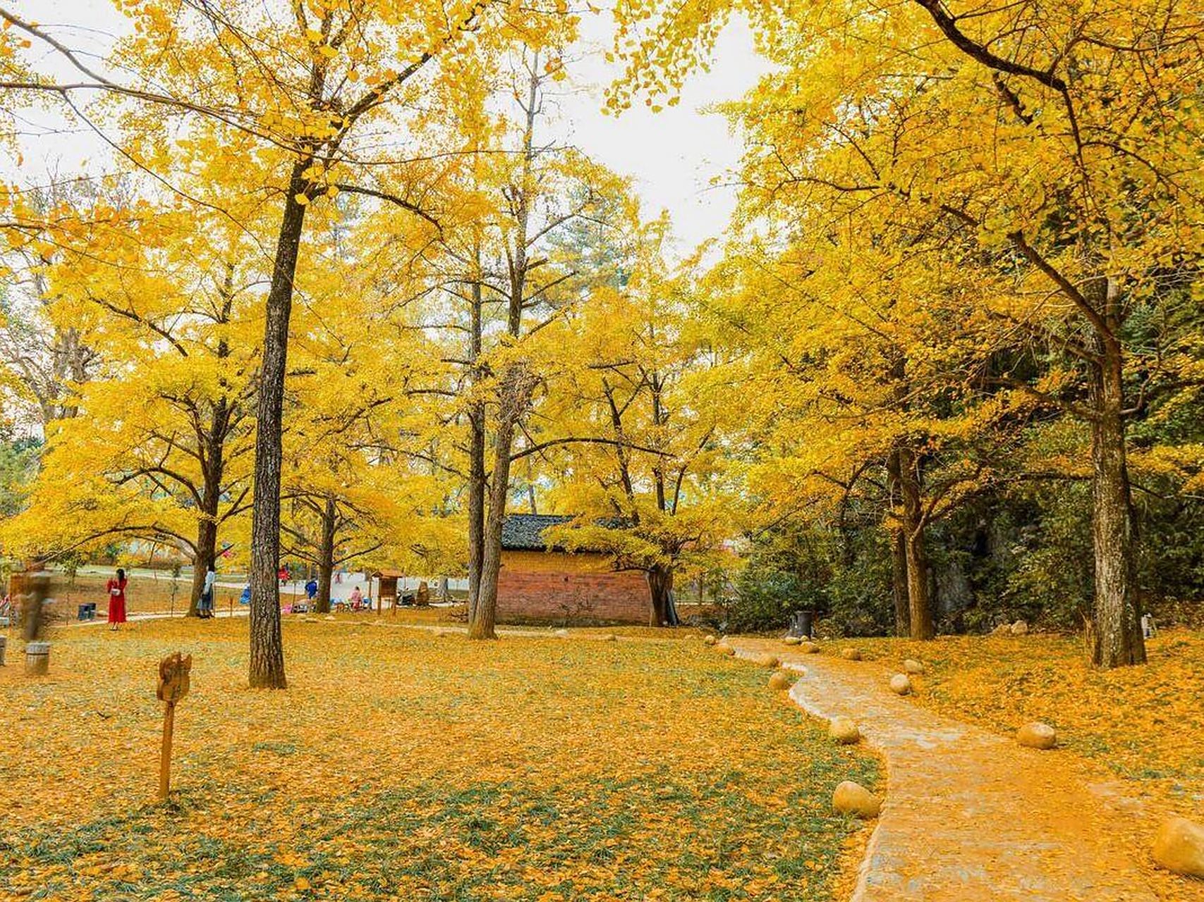 桂北绝美秋色 海洋银杏林, 位于广西桂林市灵川县海洋乡.