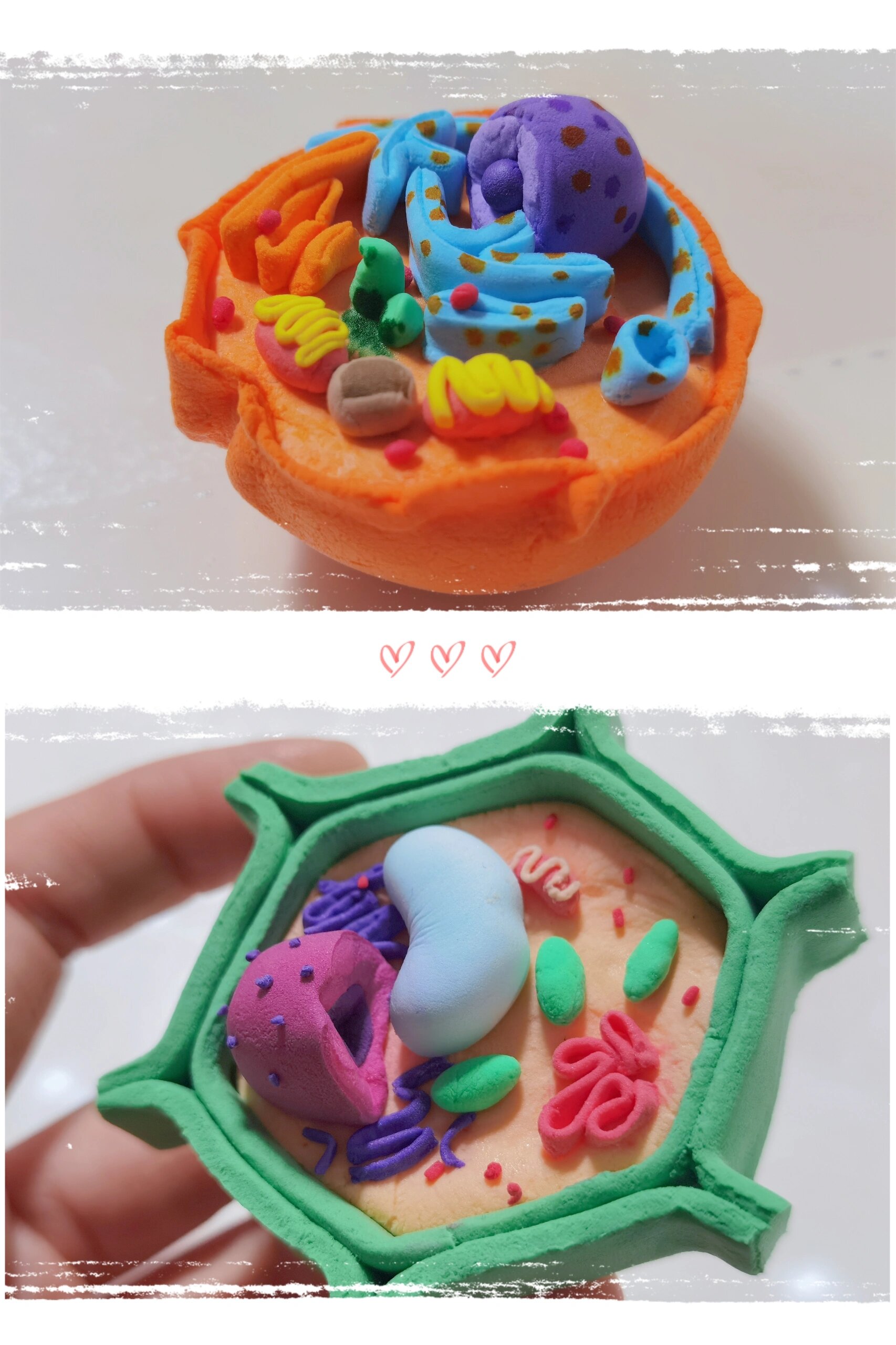 生物作业:动物细胞 植物细胞模型