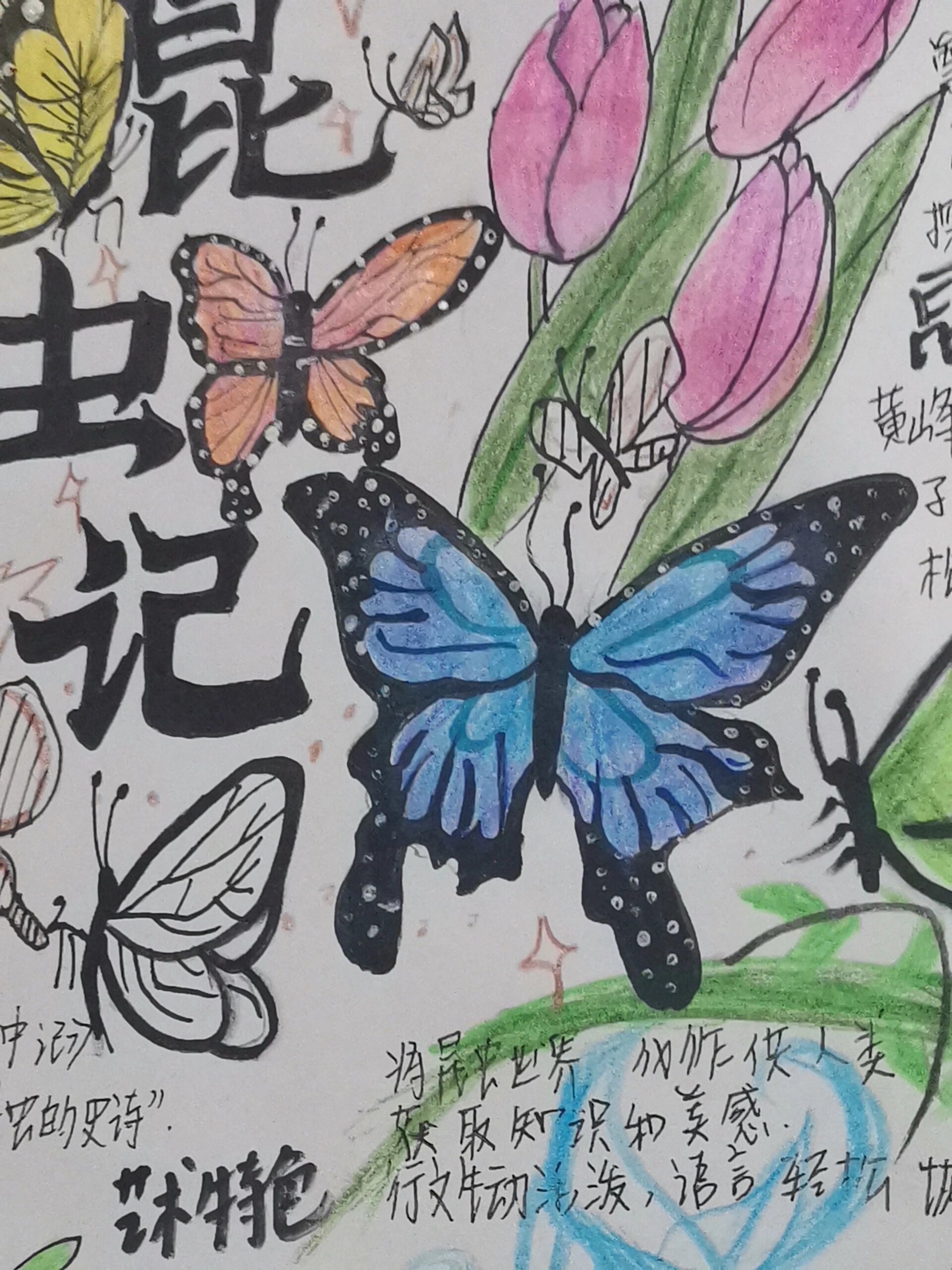 《昆虫记》手抄报