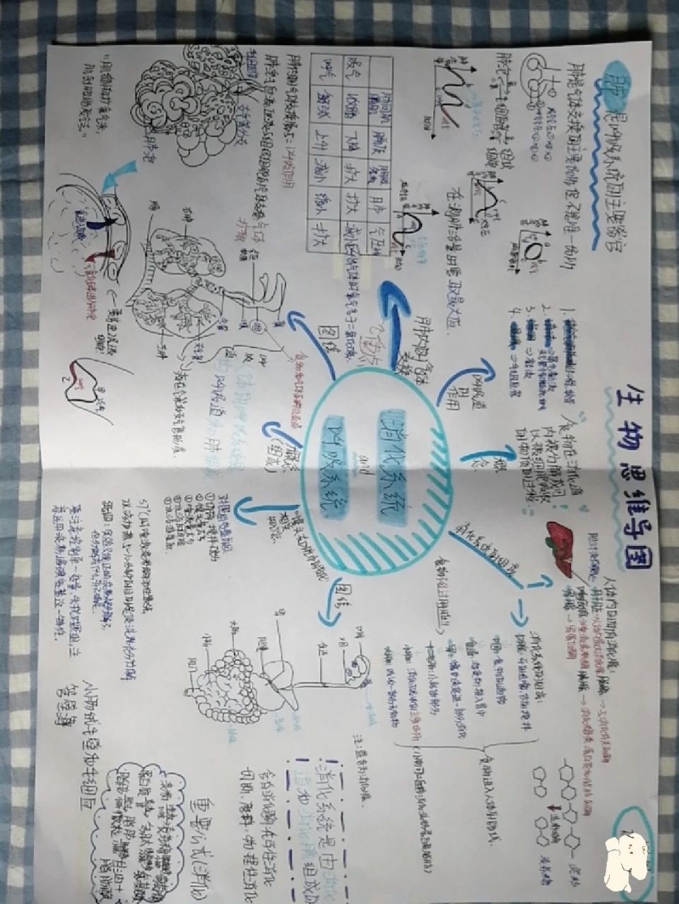 生物七下呼吸系统和消化系统思维导图 生物七下呼吸系统和消化系统