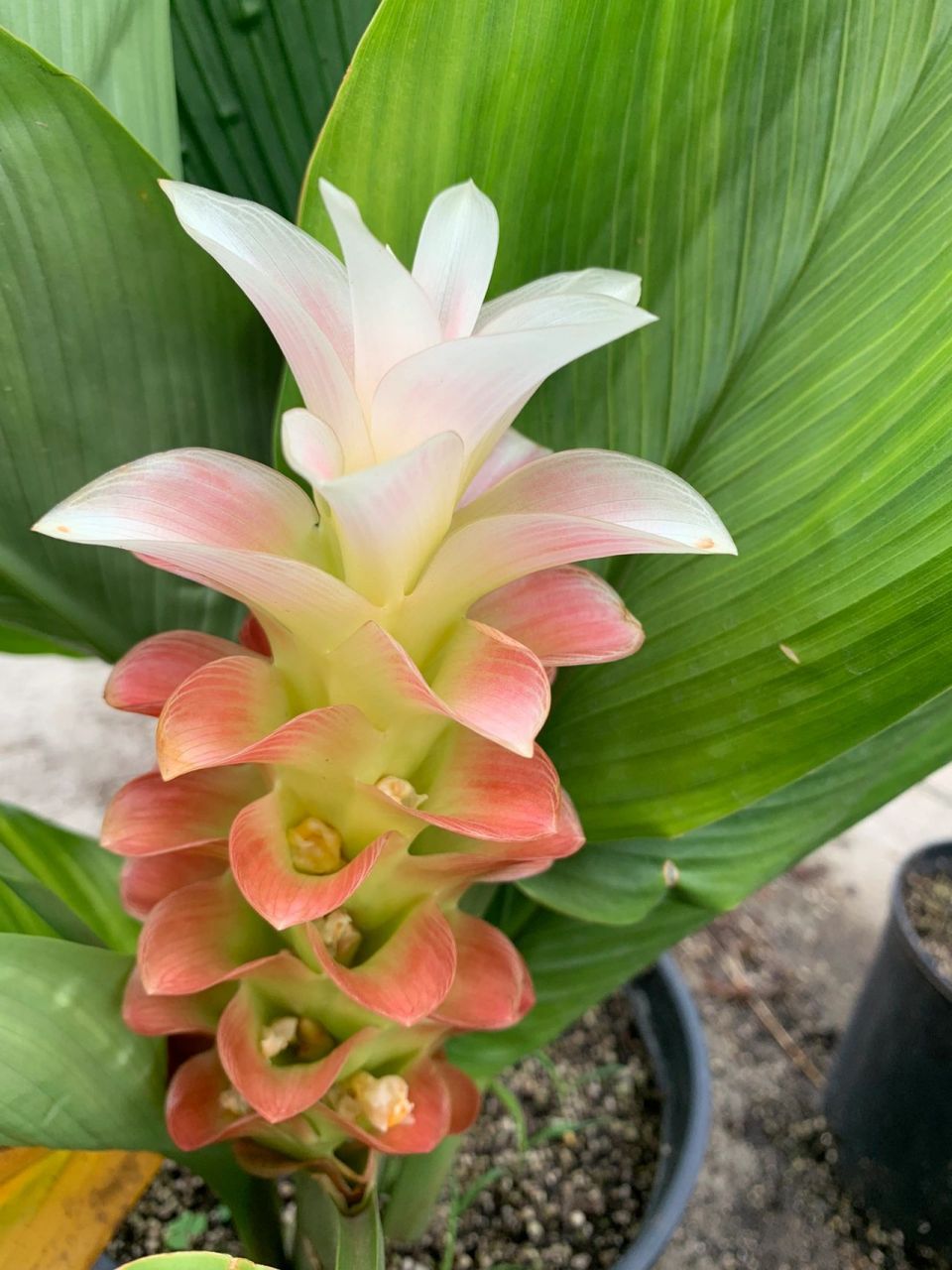 花期长耐热耐晒的姜荷花夏天必养(2021) 坐标厦门,北方花友仅供参考不